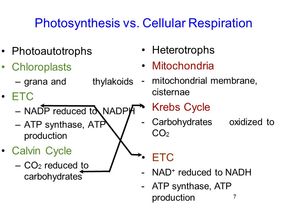 Cellular Respiration vs. Photosynthesis
